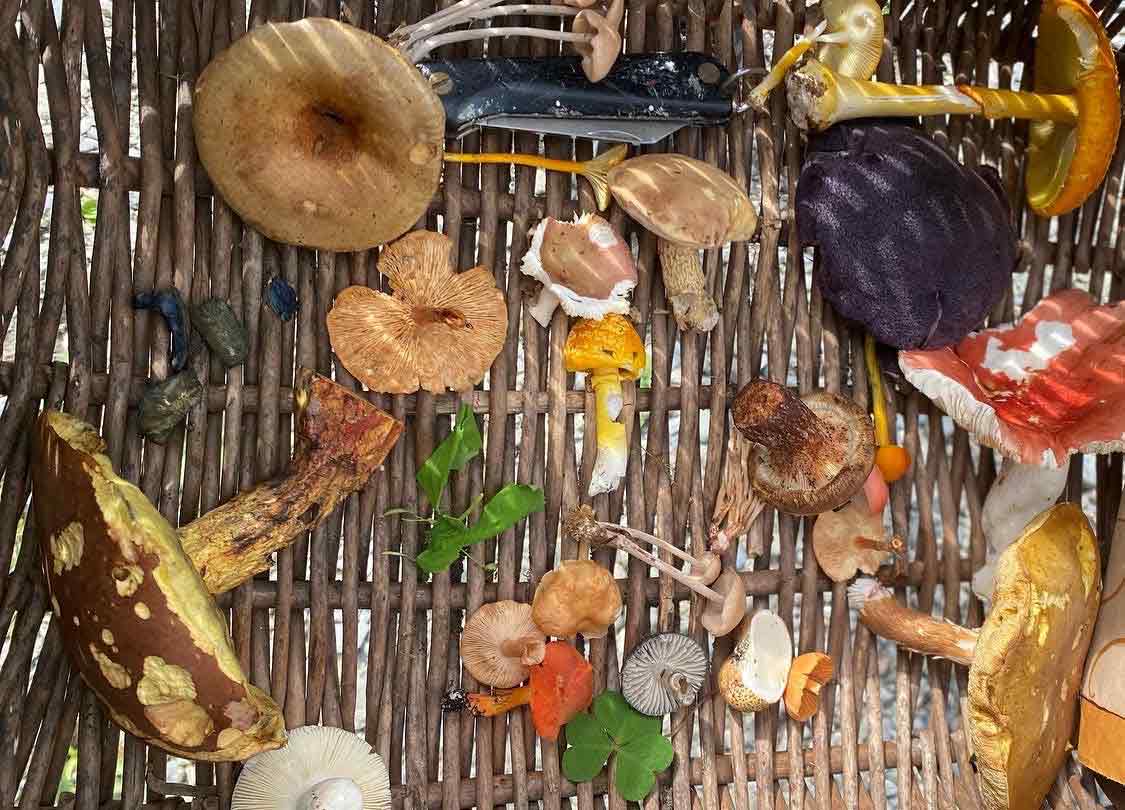 Guide du matériel nécessaire à la cueillette des champignons