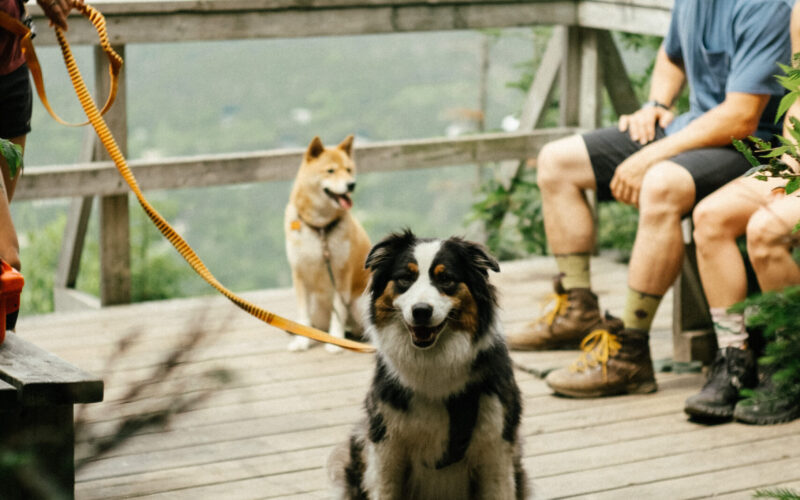 Massif du Sud 2021 - crédits Paul Dusseault (33)